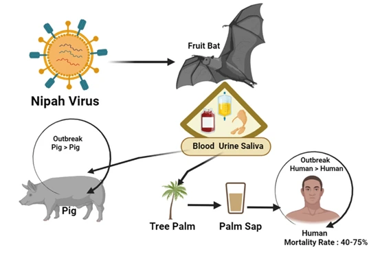 Nipah Virus transmission cycle diagram showing how the virus spreads from Fruit Bats to Pigs and Humans through blood, urine, saliva, and contaminated palm sap. Mortality rate in humans: 40-75%